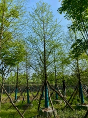 Pinus sylvestris var. mongholica Litv.