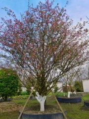 Malus halliana Koehne