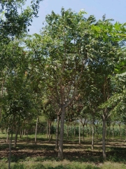 Ailanthus altissima (Mill.)