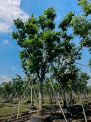 Koelreuteria bipinnata Franch.