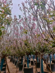 Prunus serrulata var. lannesiana