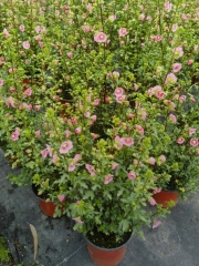 Hibiscus syriacus L.