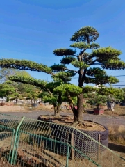 Pinus tabuliformis Carrière