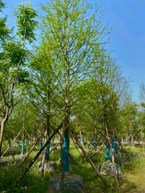 Pinus sylvestris var. mongholica Litv.