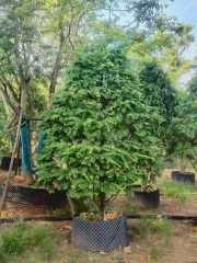 Taxus wallichiana var. chinensis