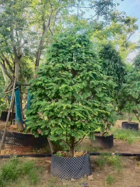 Taxus wallichiana var. chinensis