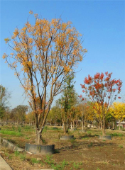 Pistacia chinensis Bunge