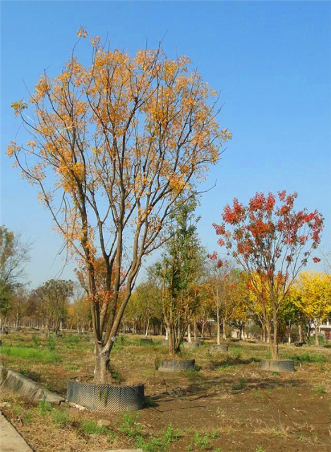 Pistacia chinensis Bunge