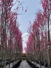 Prunus persica 'Duplex'