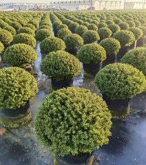 Ilex crenata Thunb.