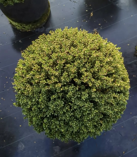 Ilex crenata Thunb.