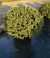 Ilex crenata Thunb.