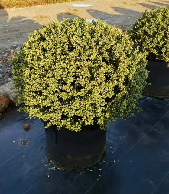 Ilex crenata Thunb.