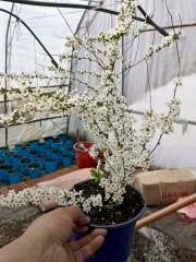 Fontanesia phillyreoides subsp. fortunei