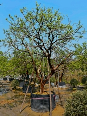 Prunus persica 'Duplex'