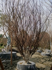 Prunus triloba Lindl.