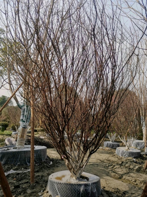 Prunus triloba Lindl.