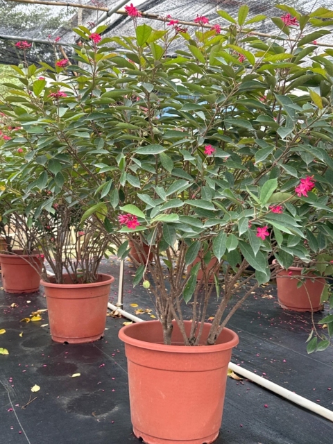 Jatropha integerrima