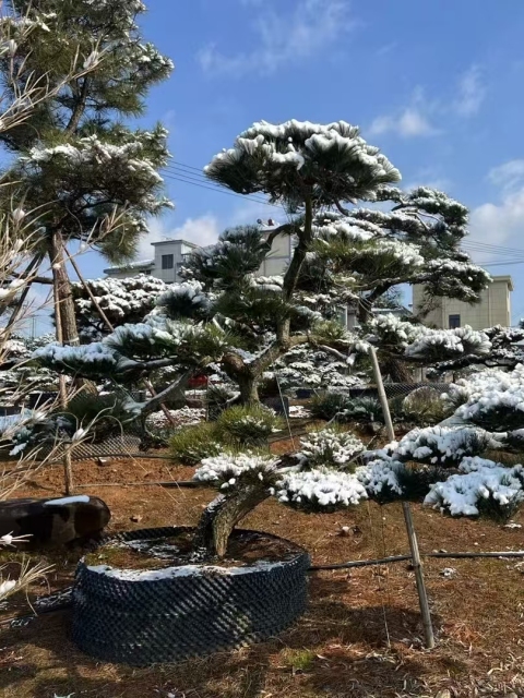 Cedrus deodara (Roxb.) G. Don