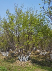 Acer tataricum subsp. ginnala (Maxim.) Wesm.