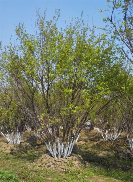Acer tataricum subsp. ginnala (Maxim.) Wesm.