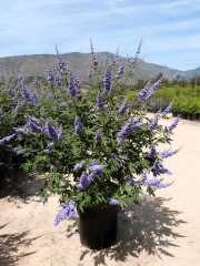 Vitex agnus-castus L.