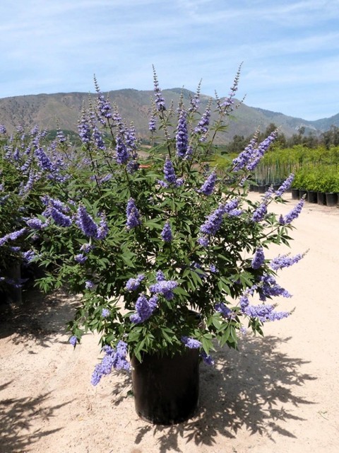 Vitex agnus-castus L.