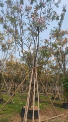 Koelreuteria paniculata
