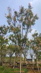 Koelreuteria paniculata