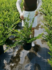 Distylium buxifolium