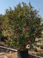 Jatropha integerrima