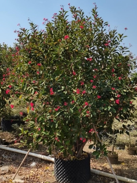 Jatropha integerrima