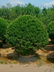 Buxus megistophylla H. Lév.