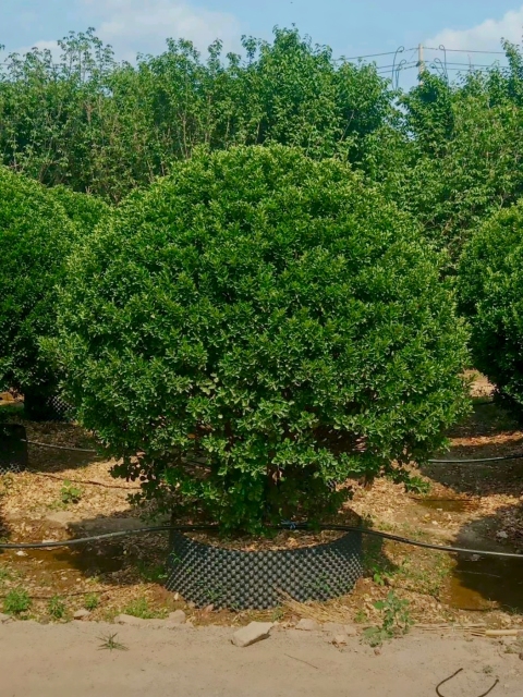 Buxus megistophylla H. Lév.