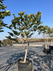 Ligustrum japonicum 'Howardii'