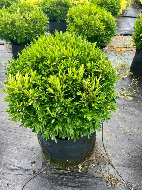 Buxus bodinieri H. Lév.