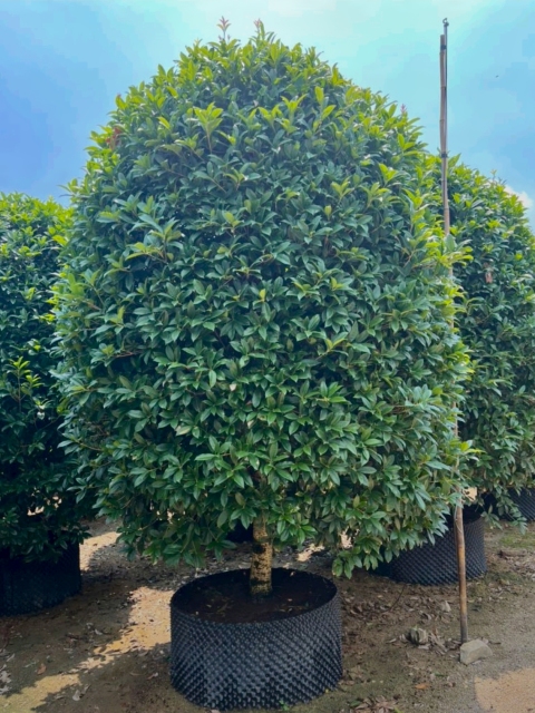 Osmanthus fragrans var. thunbergii