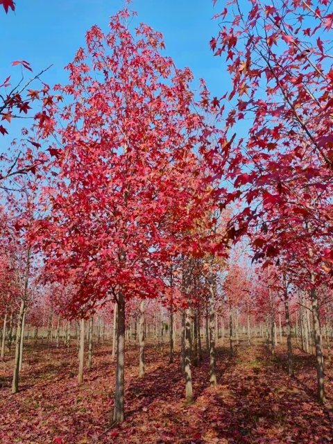 Liquidambar styraciflua L.