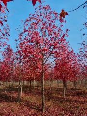 Liquidambar styraciflua L.