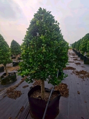Ligustrum japonicum 'Howardii'