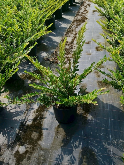 Distylium buxifolium