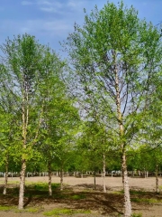 Betula platyphylla Sukaczev