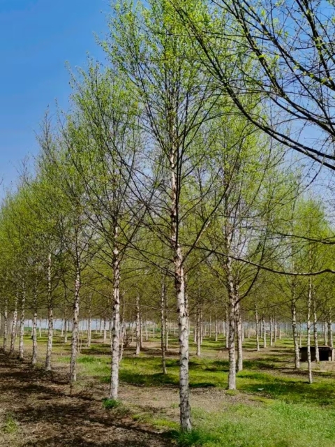 Betula platyphylla Sukaczev