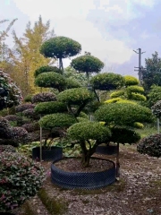 Buxus megistophylla H. Lév.