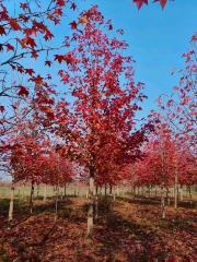 Liquidambar styraciflua L.