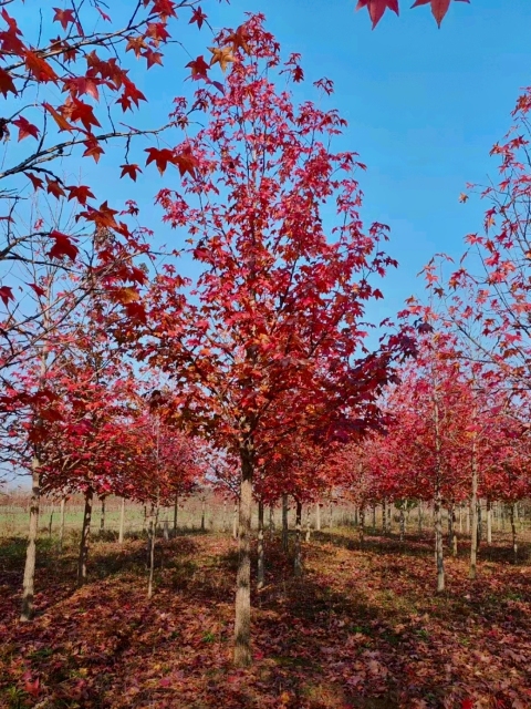 Liquidambar styraciflua L.