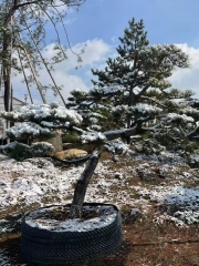 Cedrus deodara (Roxb.) G. Don