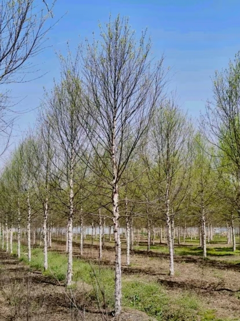 Betula platyphylla Sukaczev