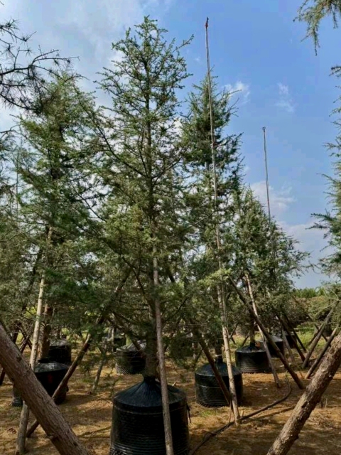 Cedrus deodara (Roxb.) G. Don