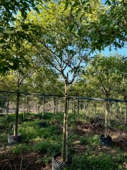 Styphnolobium japonicum (L.) Schott